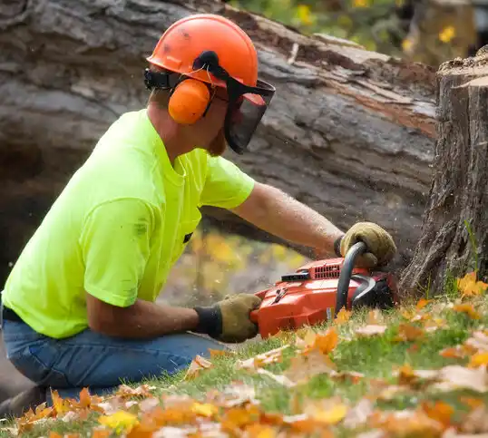 tree services Stewart Manor